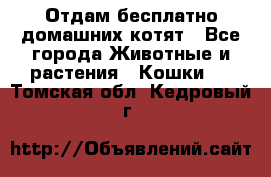 Отдам бесплатно домашних котят - Все города Животные и растения » Кошки   . Томская обл.,Кедровый г.